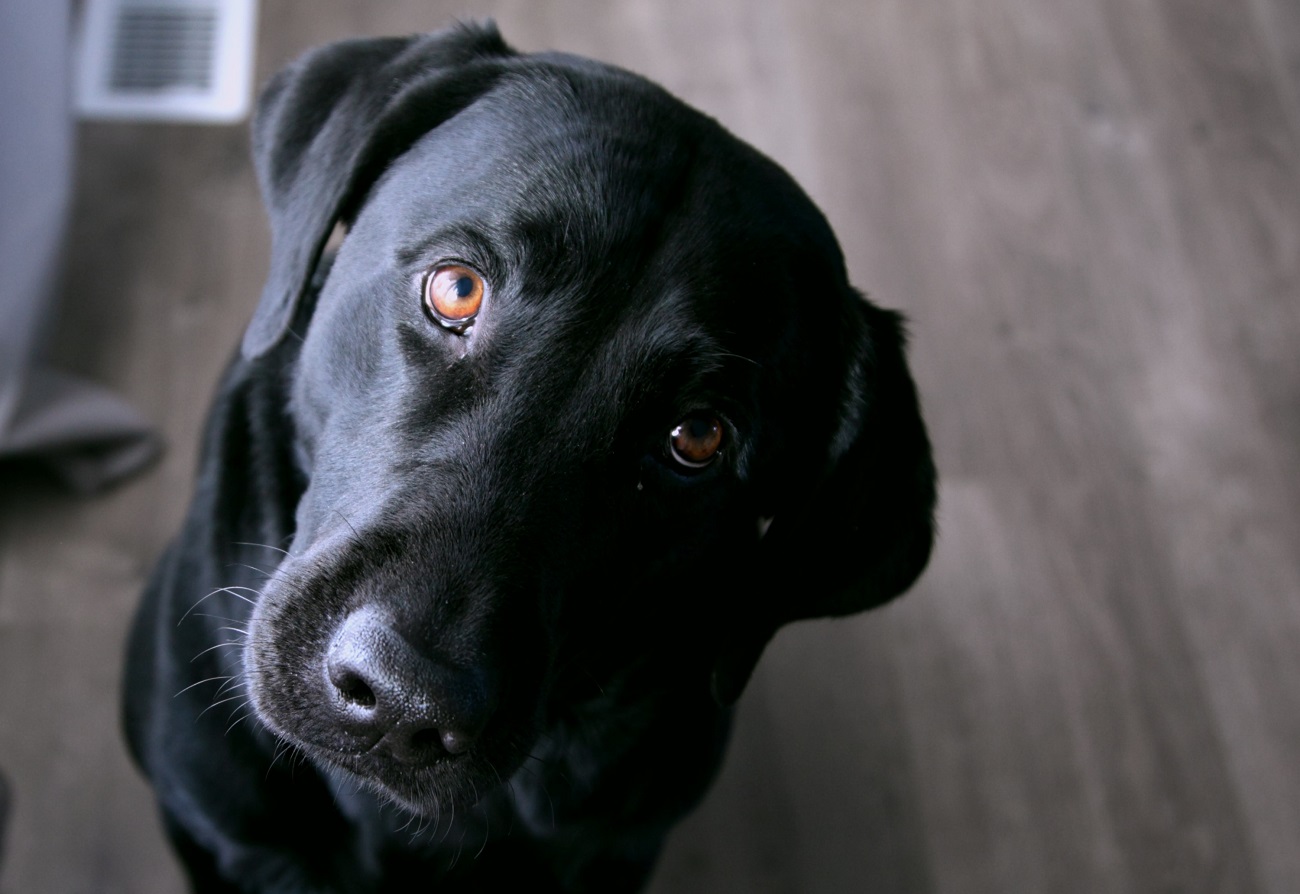Image of black dog looking questioningly at the viewer. What's the Value??